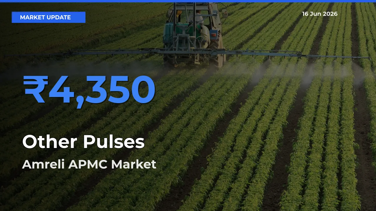 Amreli APMC Leads as Top Mandi for Other Pulses Prices