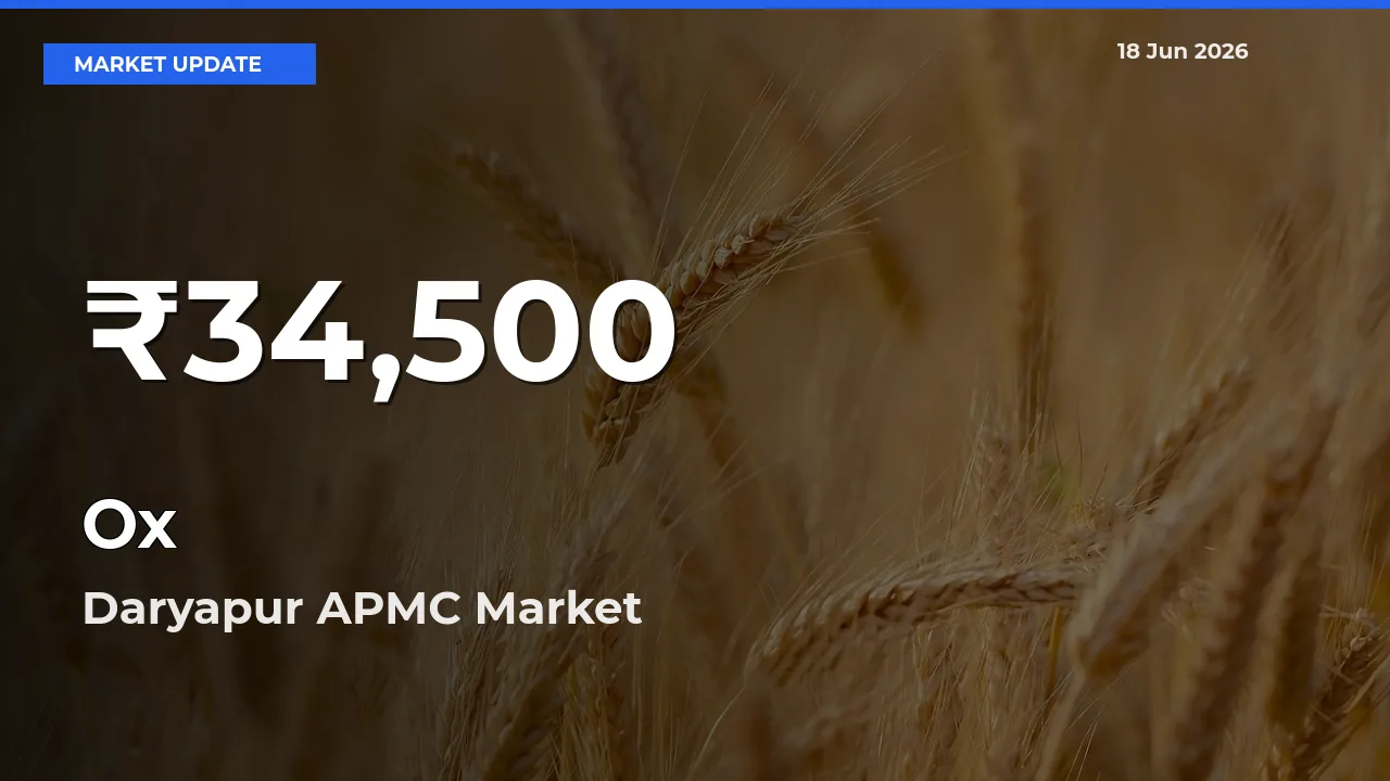 Ox Hits 30-Day Low in Daryapur APMC