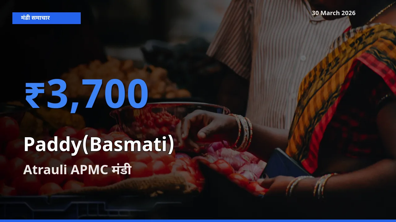 Atrauli APMC में धान (बासमती) का आज सबसे ऊँचा भाव
