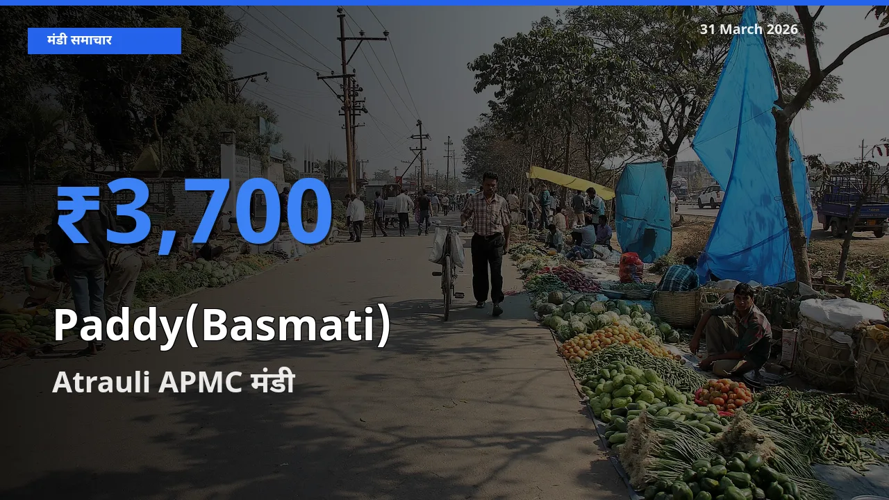 Atrauli APMC मंडी में धान (बासमती) ₹3,700 पर पहुँचा – आज का सर्वोच्च भाव