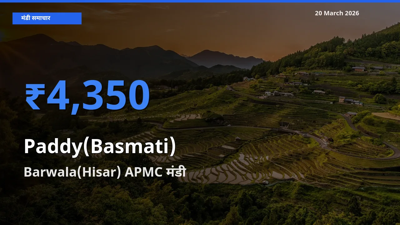 20 March अपडेट: धान (बासमती) के सबसे ऊँचे दाम Barwala(Hisar) APMC मंडी में