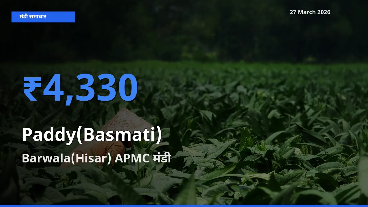 27 March अपडेट: धान (बासमती) के सबसे ऊँचे दाम Barwala(Hisar) APMC मंडी में
