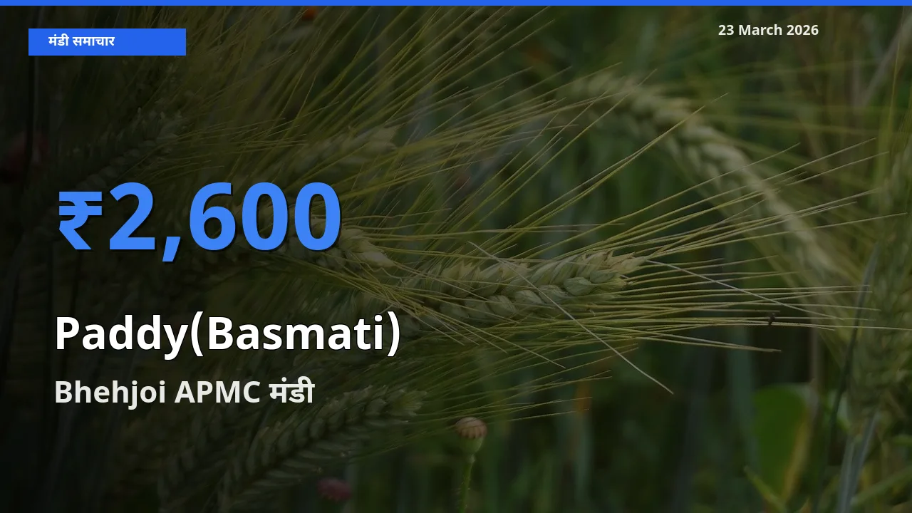 Bhehjoi APMC में धान (बासमती) का आज सबसे ऊँचा भाव