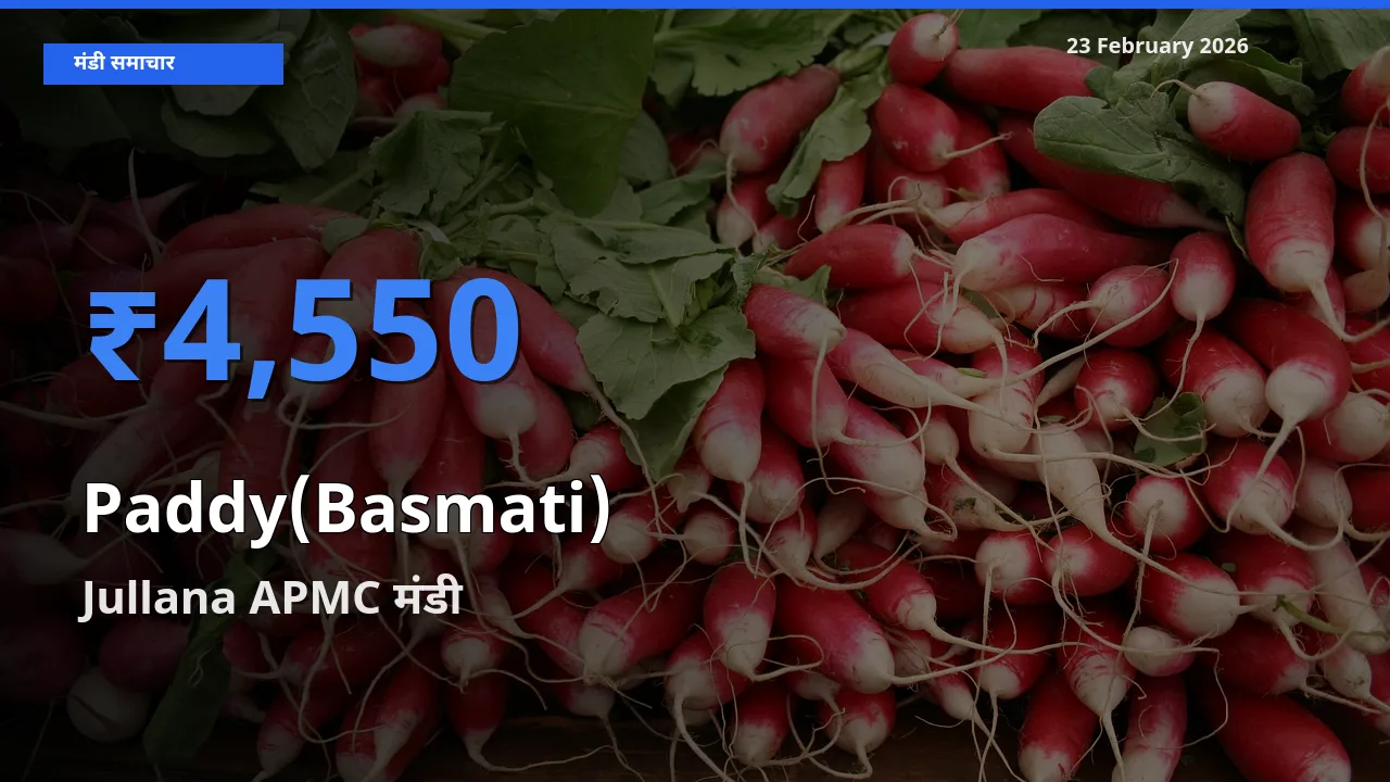 आज Paddy(Basmati) के सबसे ज़्यादा दाम Jullana APMC मंडी में दर्ज