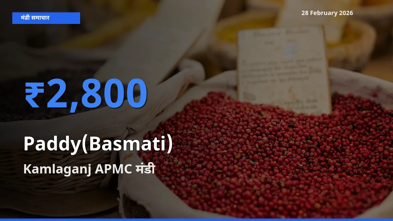 Kamlaganj APMC में Paddy(Basmati) का आज सबसे ऊँचा भाव