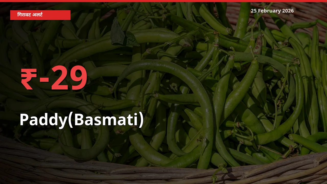 किसानों की चिंता बढ़ी! स्थानीय मंडी में Paddy(Basmati) 28.86% गिरा