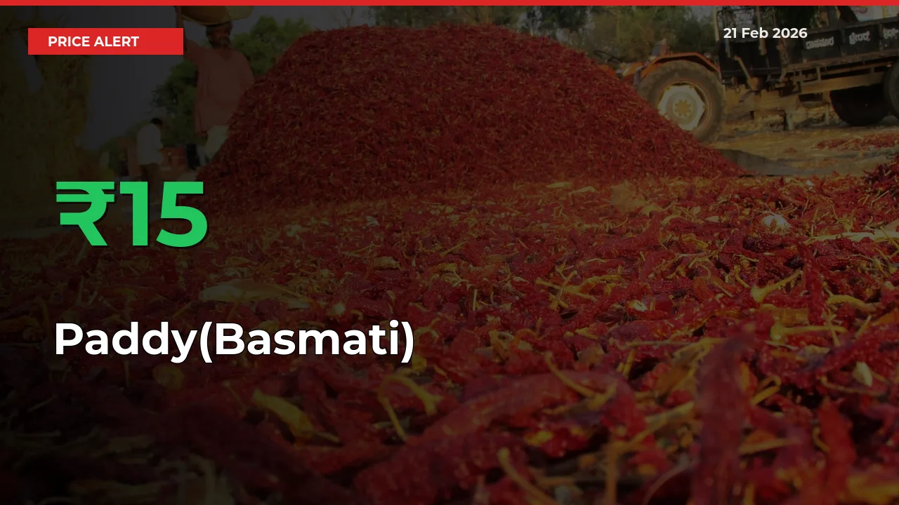 This Mandi Records 15.23% Jump in Paddy(Basmati) Prices