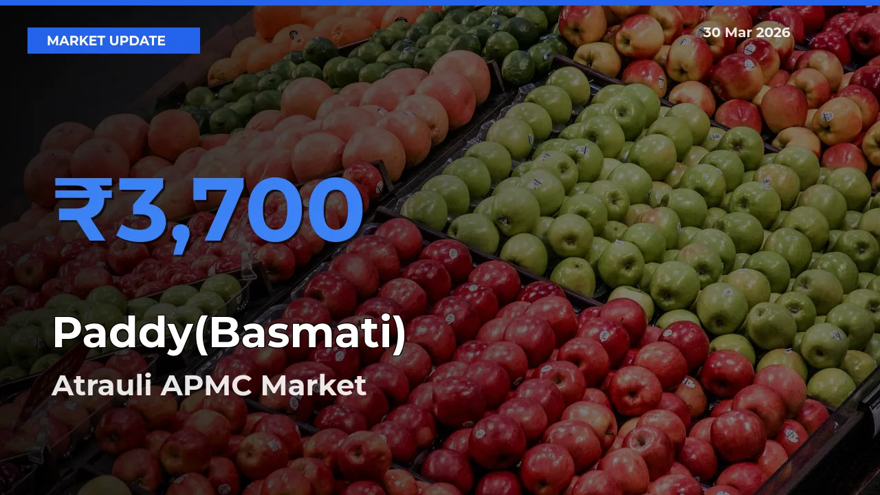 Atrauli APMC Tops Paddy(Basmati) Mandi Rates Today