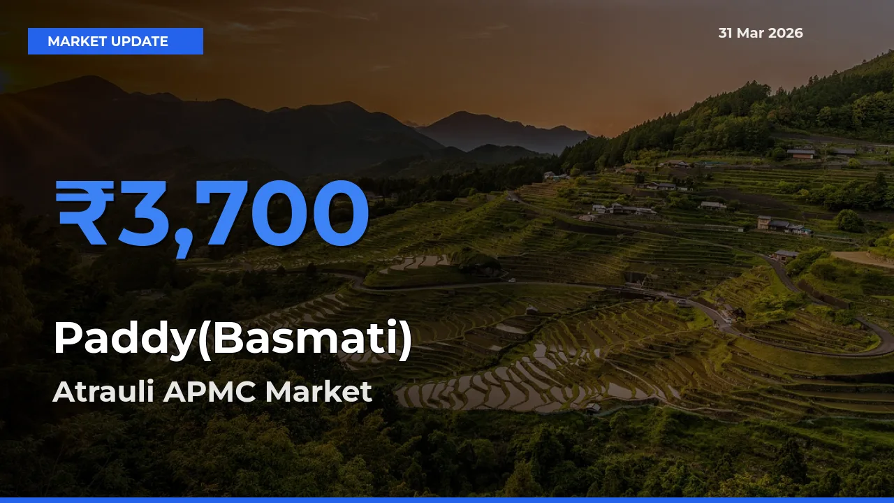 Paddy(Basmati) Mandi Rate Today: Atrauli APMC Tops the List