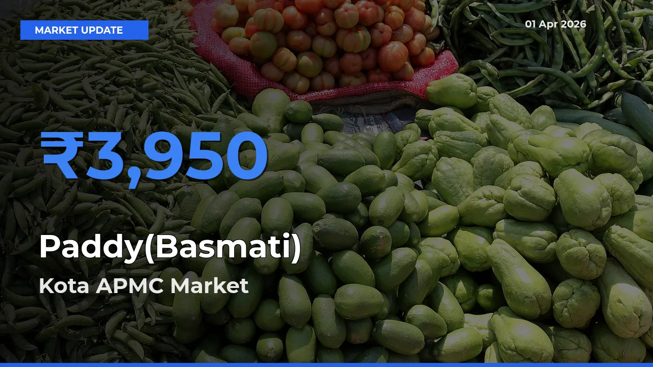 Market Watch: Kota APMC Becomes Top Mandi for Paddy(Basmati)