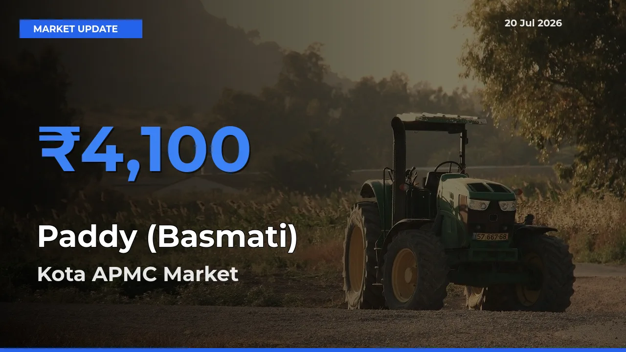 Kota APMC Emerges as Top Mandi for Paddy (Basmati) Prices Today
