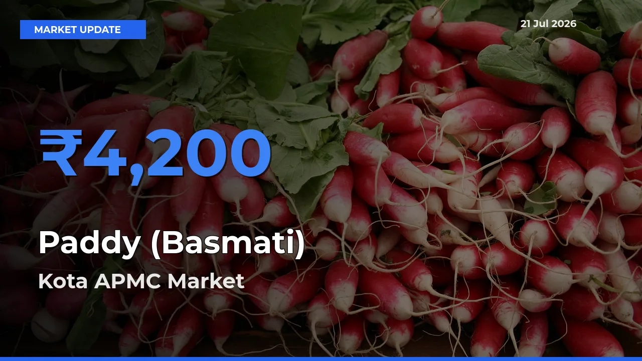 Market Watch: Kota APMC Becomes Top Mandi for Paddy (Basmati)