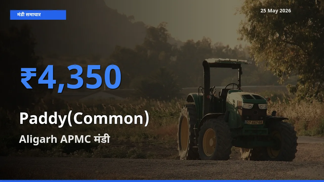 टॉप मंडी बना Aligarh APMC! धान (सामान्य) के सबसे ऊँचे दाम यहीं दर्ज