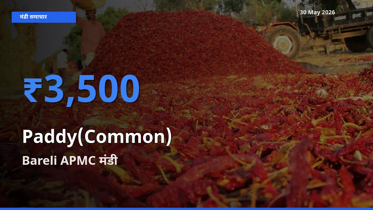 आज धान (सामान्य) के सबसे ज़्यादा दाम Bareli APMC मंडी में दर्ज