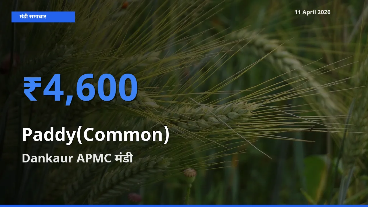 आज का मंडी भाव: धान (सामान्य) के सबसे ज़्यादा दाम Dankaur APMC में