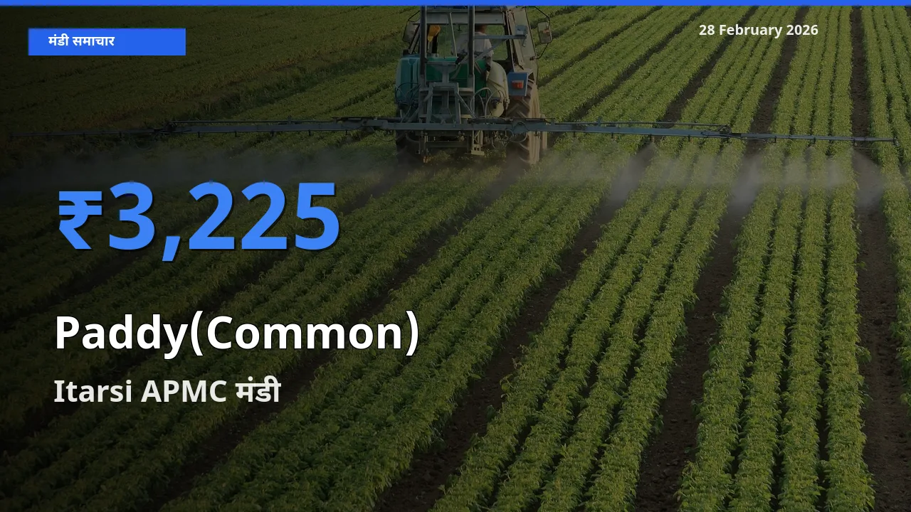 किसानों की पसंद बना Itarsi APMC, Paddy(Common) के सबसे अच्छे दाम
