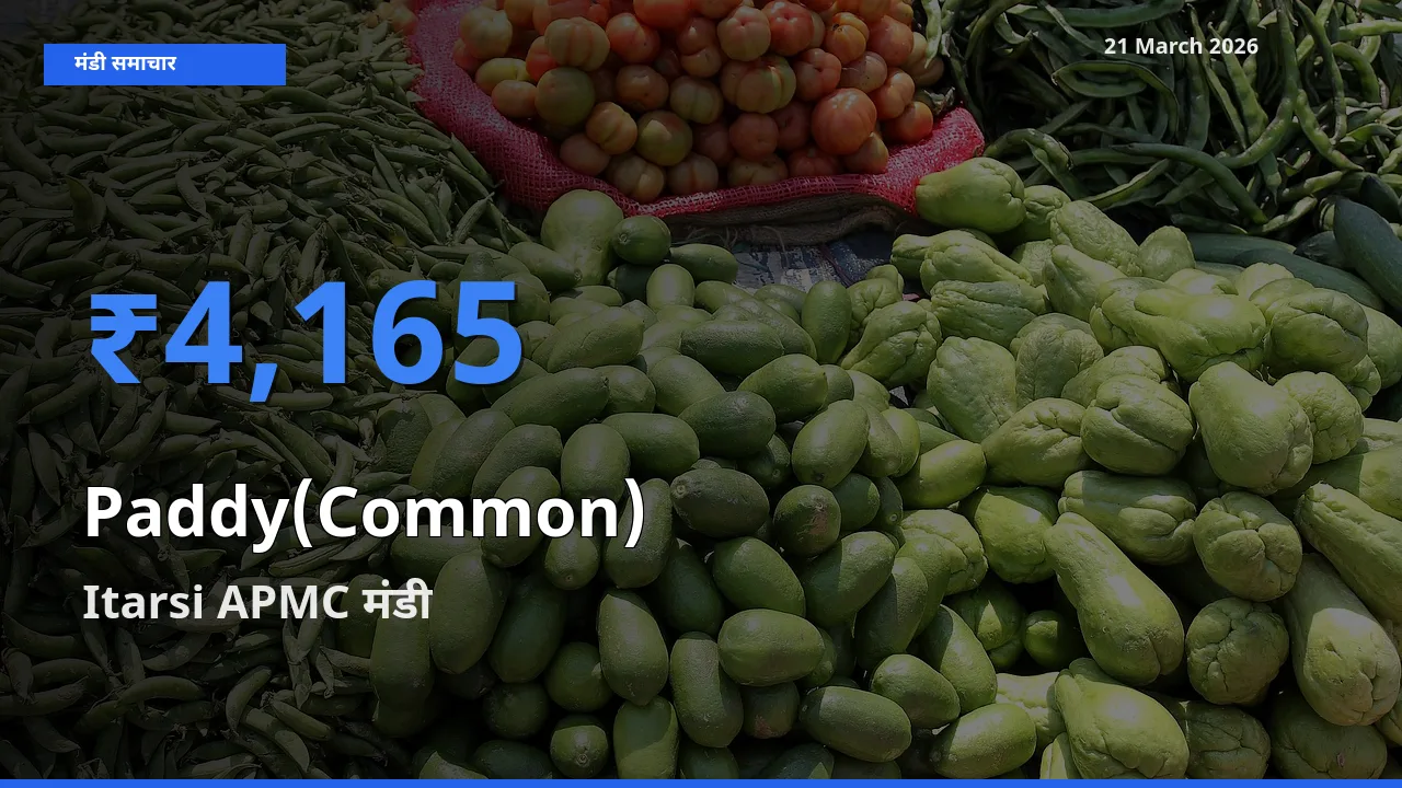 Itarsi APMC में धान (सामान्य) का आज सबसे ऊँचा भाव