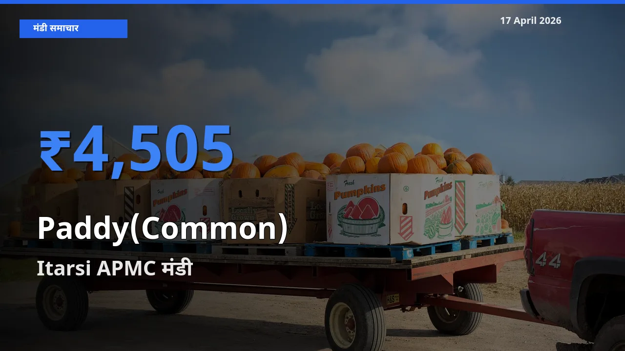 किसानों की पसंद बना Itarsi APMC, धान (सामान्य) के सबसे अच्छे दाम