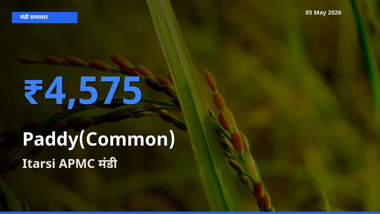 टॉप मंडी बना Itarsi APMC! धान (सामान्य) के सबसे ऊँचे दाम यहीं दर्ज