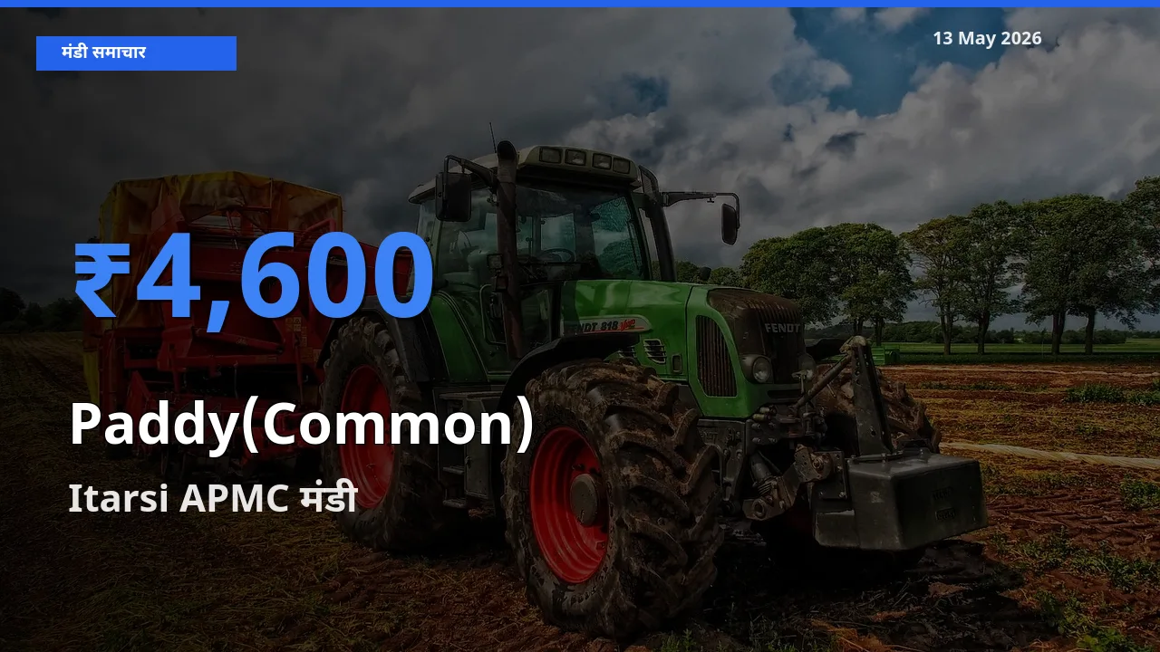 आज धान (सामान्य) के सबसे ज़्यादा दाम Itarsi APMC मंडी में दर्ज