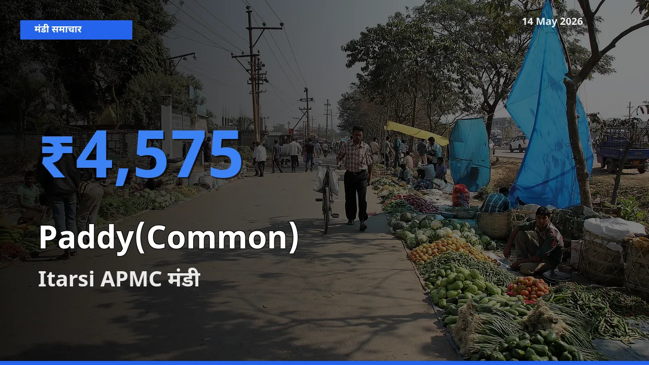 किसानों की पसंद बना Itarsi APMC, धान (सामान्य) के सबसे अच्छे दाम