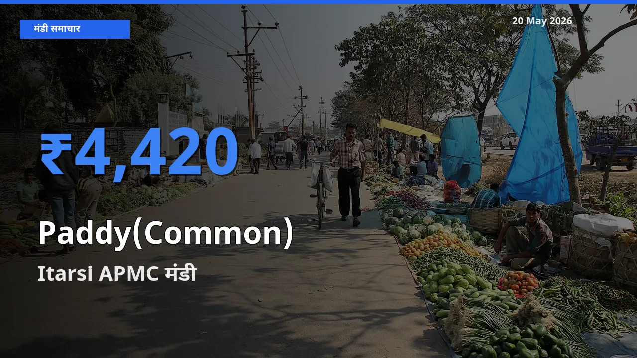 Itarsi APMC मंडी में आज धान (सामान्य) के सबसे ऊँचे दाम दर्ज