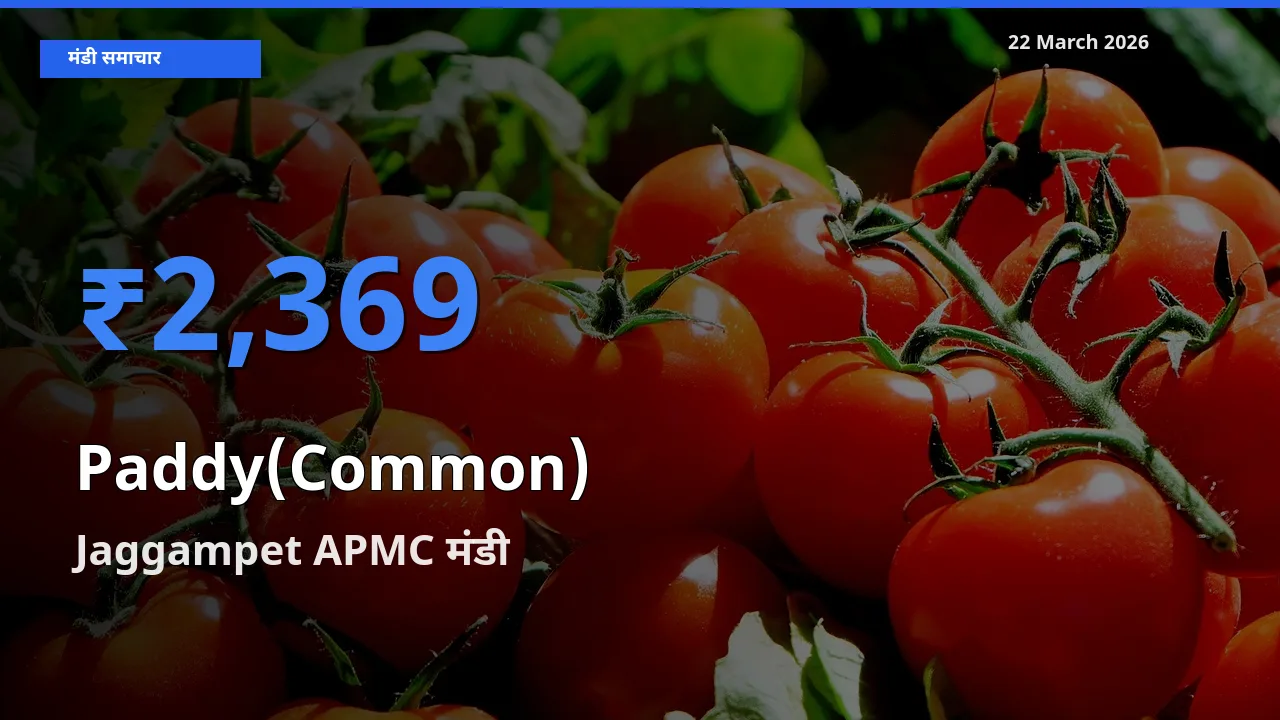 Jaggampet APMC में धान (सामान्य) का आज सबसे ऊँचा भाव