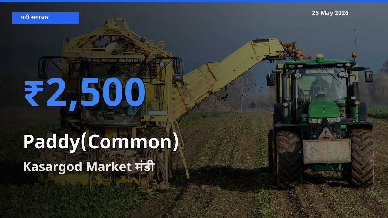 Kasargod Market मंडी में धान (सामान्य) ₹2,500 पर पहुँचा – आज का सर्वोच्च भाव