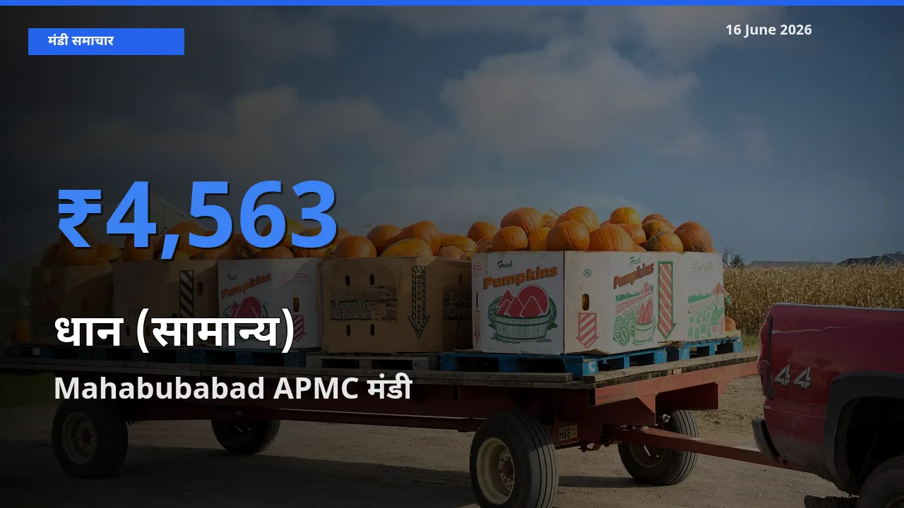 16 June अपडेट: धान (सामान्य) के सबसे ऊँचे दाम Mahabubabad APMC मंडी में