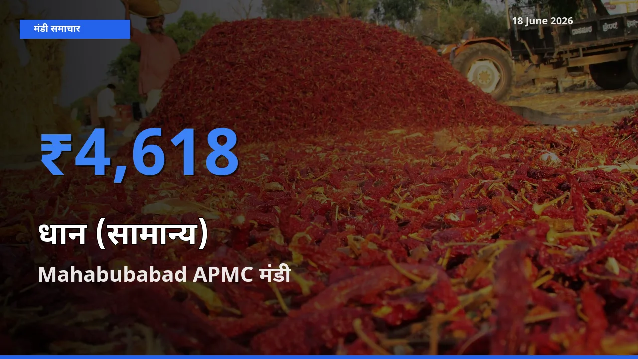 बाज़ार संकेत: Mahabubabad APMC बना धान (सामान्य) के लिए आज की टॉप मंडी