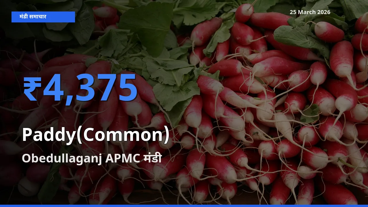 Obedullaganj APMC मंडी में आज धान (सामान्य) के सबसे ऊँचे दाम दर्ज