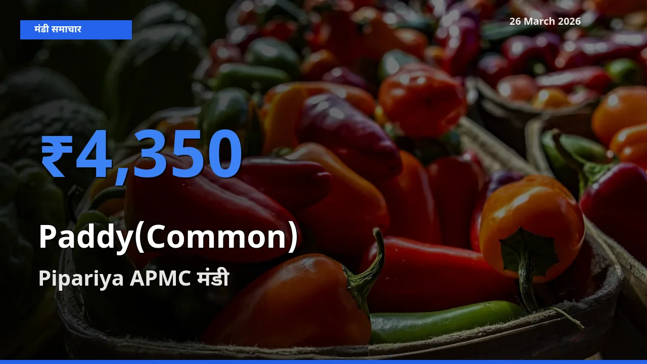 Pipariya APMC मंडी में आज धान (सामान्य) के सबसे ऊँचे दाम दर्ज