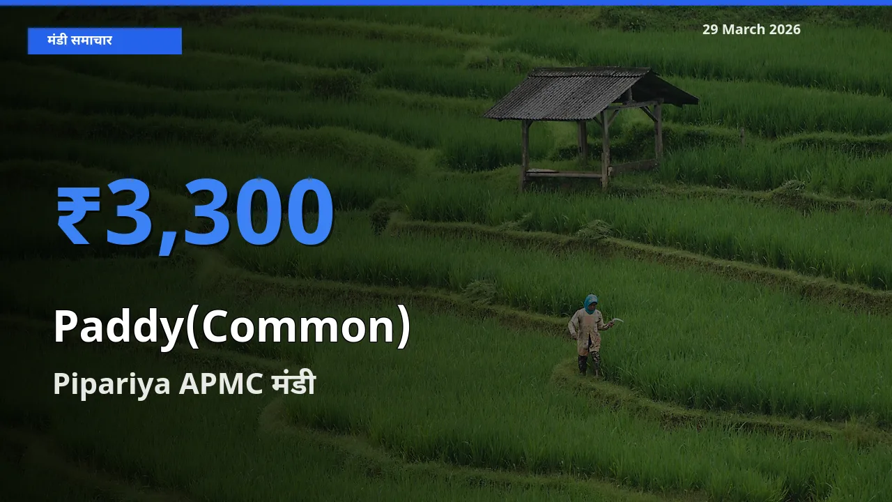 Pipariya APMC मंडी में आज धान (सामान्य) के सबसे ऊँचे दाम दर्ज