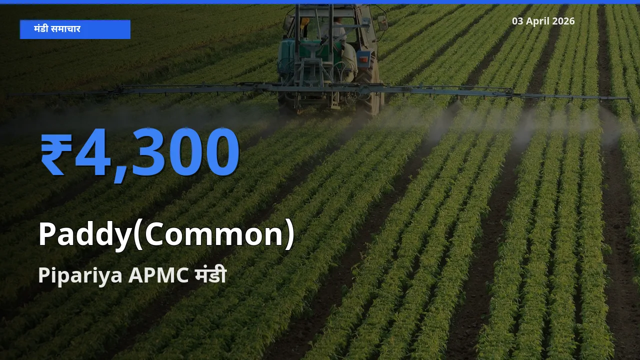 आज धान (सामान्य) के सबसे ज़्यादा दाम Pipariya APMC मंडी में दर्ज