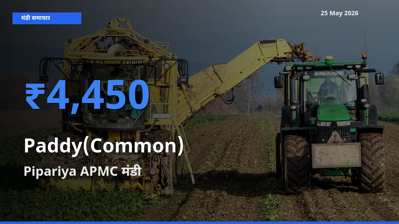 Pipariya APMC मंडी में आज धान (सामान्य) के सबसे ऊँचे दाम दर्ज