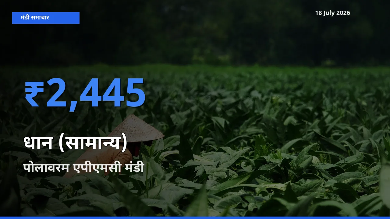 टॉप मंडी बना पोलावरम एपीएमसी! धान (सामान्य) के सबसे ऊँचे दाम यहीं दर्ज