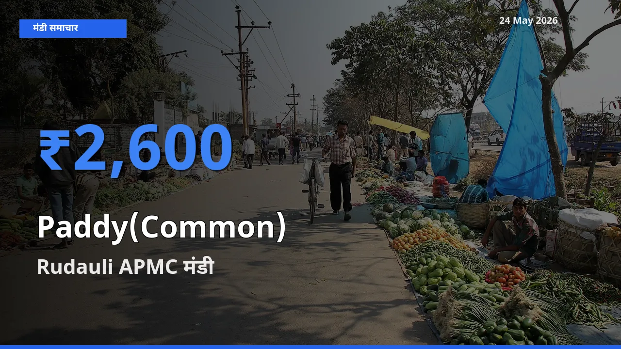 टॉप मंडी बना Rudauli APMC! धान (सामान्य) के सबसे ऊँचे दाम यहीं दर्ज
