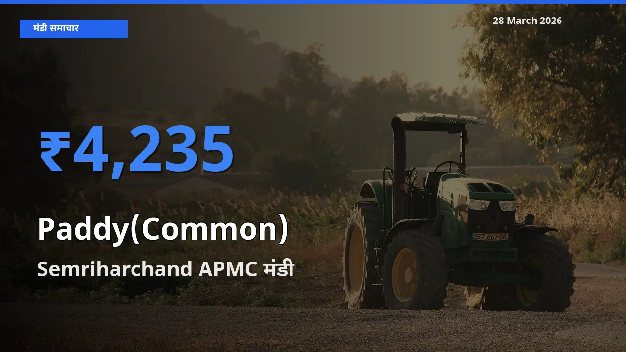 आज का मंडी भाव: धान (सामान्य) के सबसे ज़्यादा दाम Semriharchand APMC में