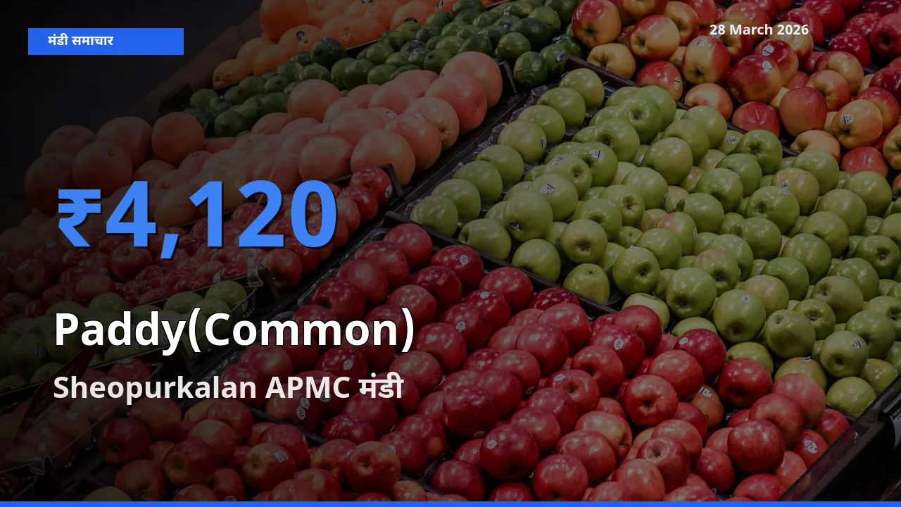 Sheopurkalan APMC मंडी में आज धान (सामान्य) के सबसे ऊँचे दाम दर्ज