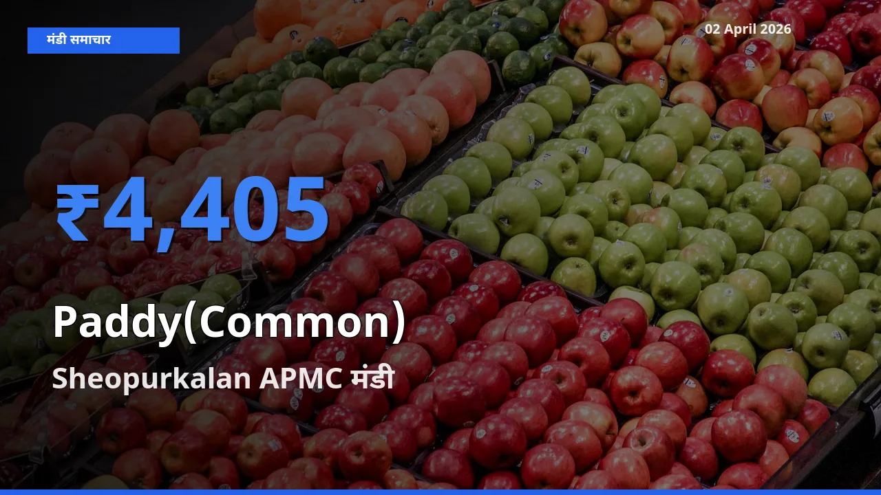टॉप मंडी बना Sheopurkalan APMC! धान (सामान्य) के सबसे ऊँचे दाम यहीं दर्ज