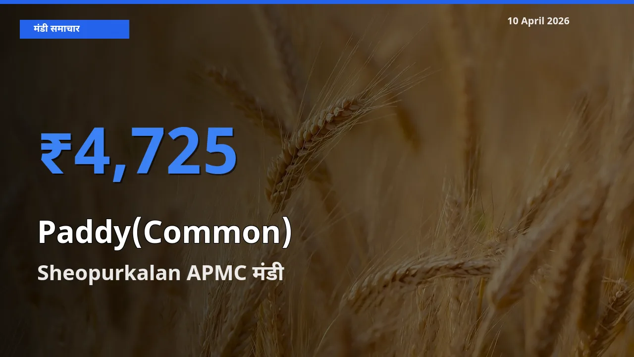 आज धान (सामान्य) के सबसे ज़्यादा दाम Sheopurkalan APMC मंडी में दर्ज