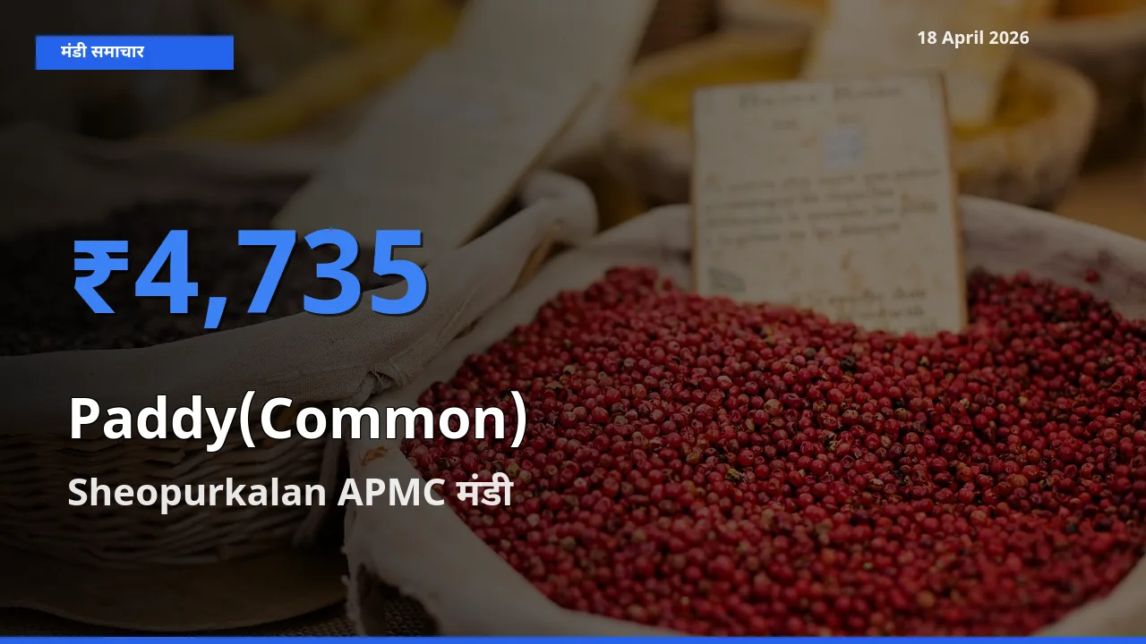 18 April अपडेट: धान (सामान्य) के सबसे ऊँचे दाम Sheopurkalan APMC मंडी में