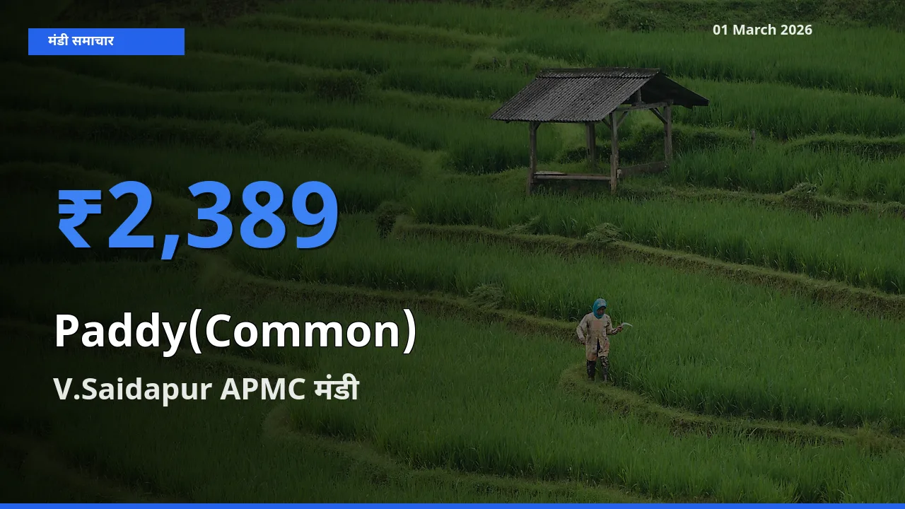 आज Paddy(Common) के सबसे ऊँचे दाम ₹2,389 V.Saidapur APMC मंडी में
