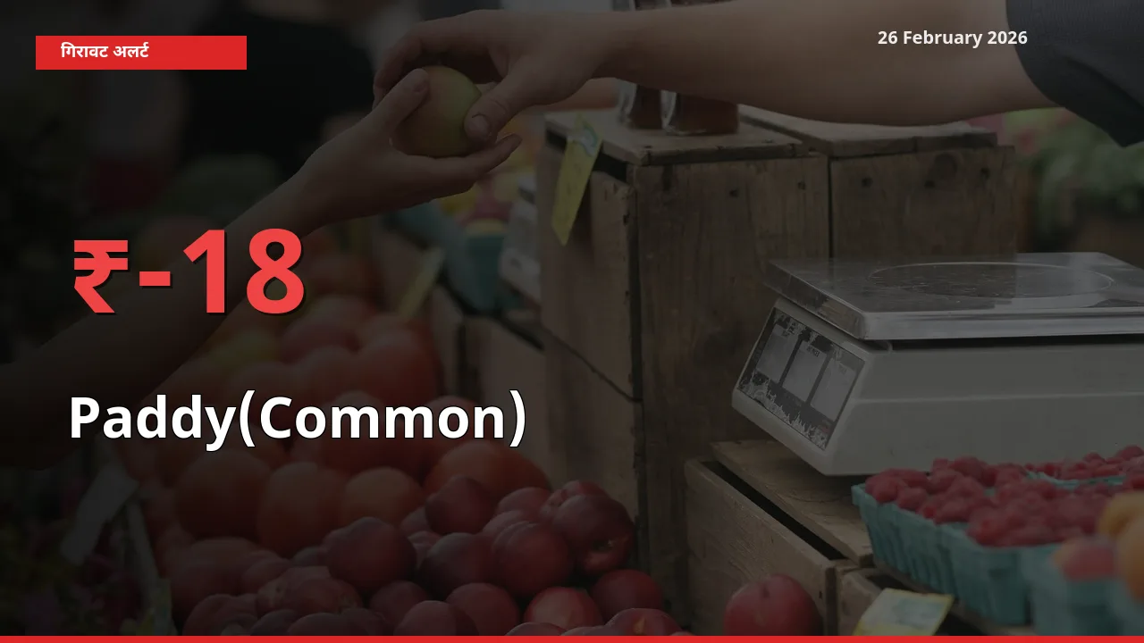 26 February अपडेट: Paddy(Common) के दाम मंडी में 18.21% गिरे