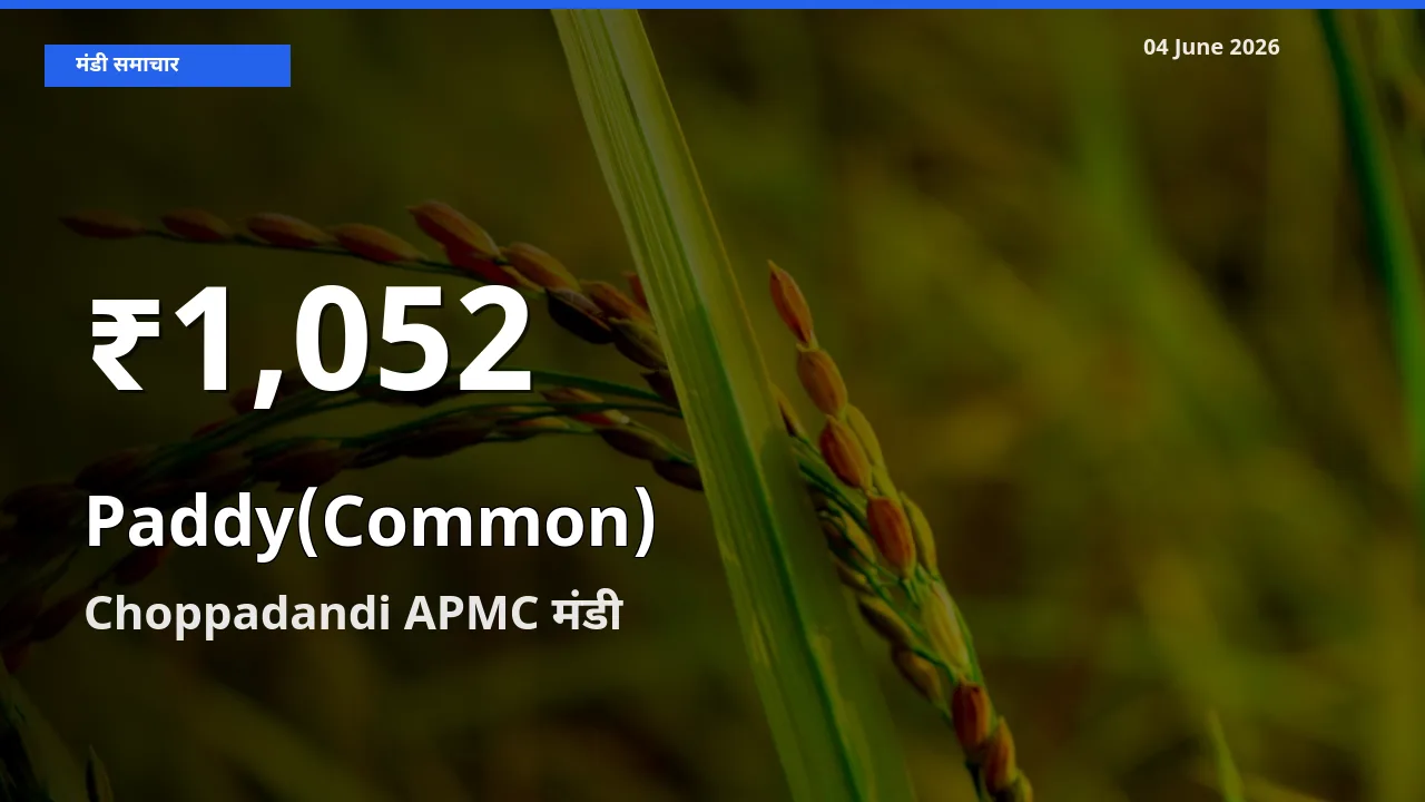 04 June अपडेट: धान (सामान्य) के दाम 30 दिन के न्यूनतम स्तर पर, Choppadandi APMC