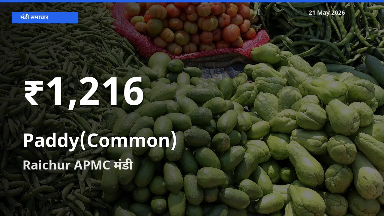 21 May अपडेट: धान (सामान्य) के दाम 30 दिन के न्यूनतम स्तर पर, Raichur APMC
