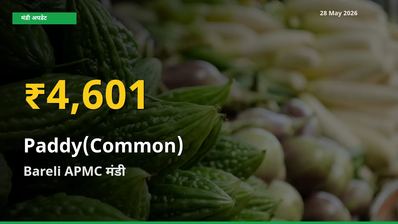धान (सामान्य) के दामों ने बनाया नया रिकॉर्ड, Bareli APMC में तेज़ी