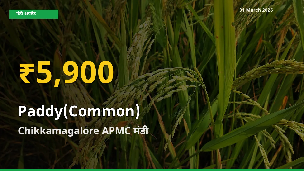 आज का मंडी भाव: Chikkamagalore APMC में धान (सामान्य) सबसे ऊँचे स्तर पर