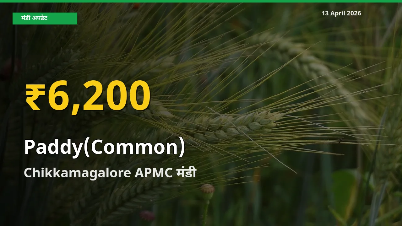 किसानों के लिए खुशखबरी! Chikkamagalore APMC में धान (सामान्य) के दाम रिकॉर्ड स्तर पर