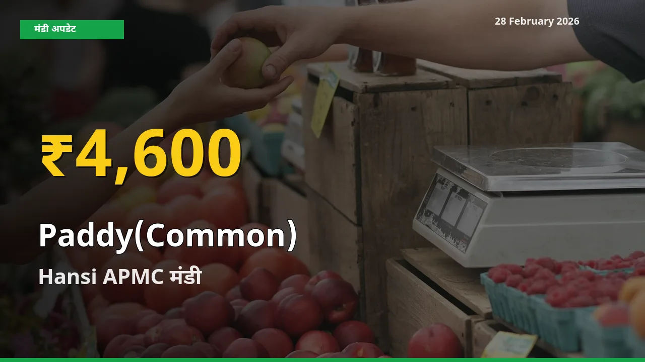 आज का मंडी भाव: Hansi APMC में Paddy(Common) सबसे ऊँचे स्तर पर